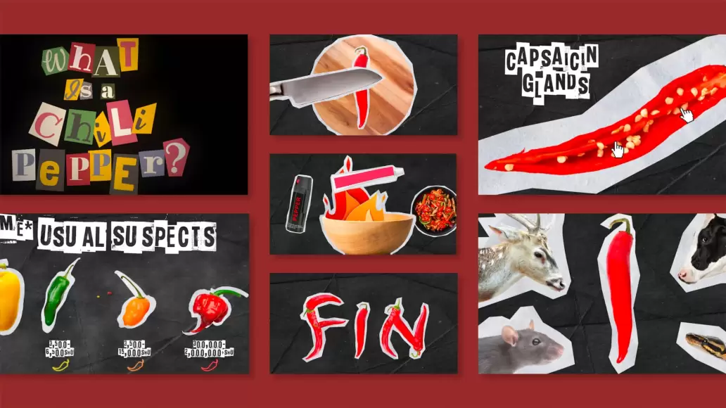 A collage of stills from Breck's Chili Pepper PSA Video