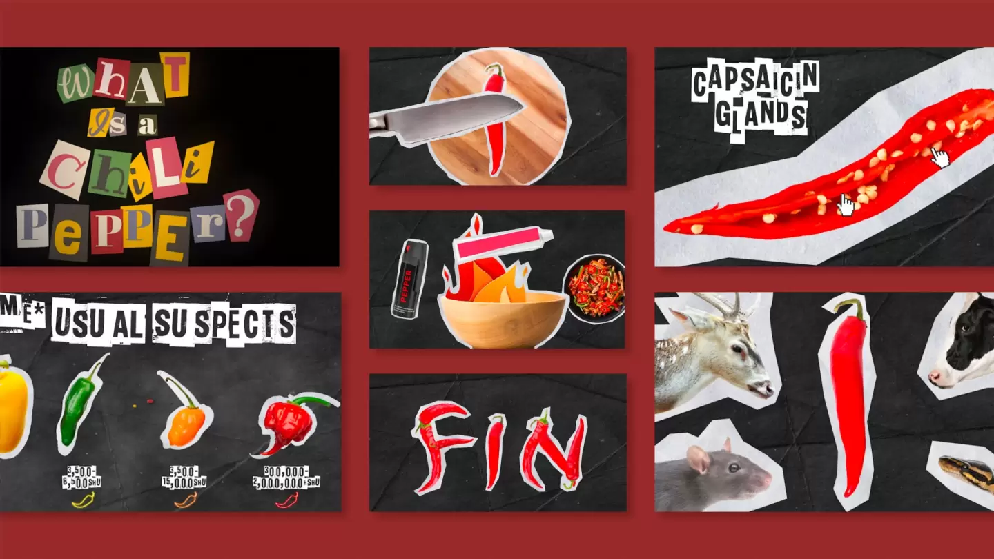 A collage of stills from Breck's Chili Pepper PSA Video
